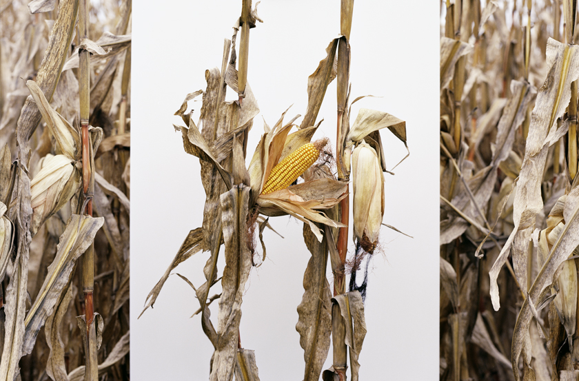 Monsanto : une enquête
photographique