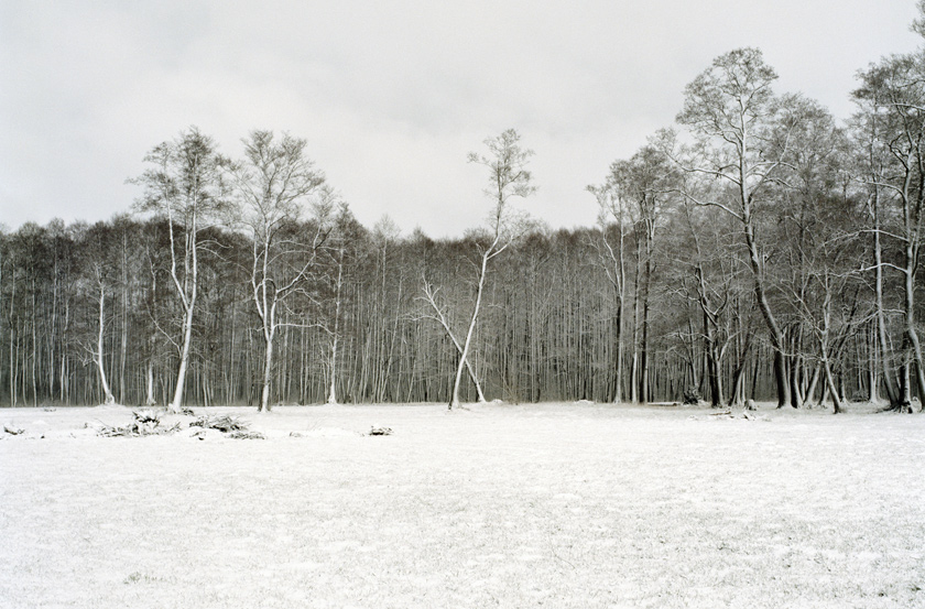 A l’abri des arbres