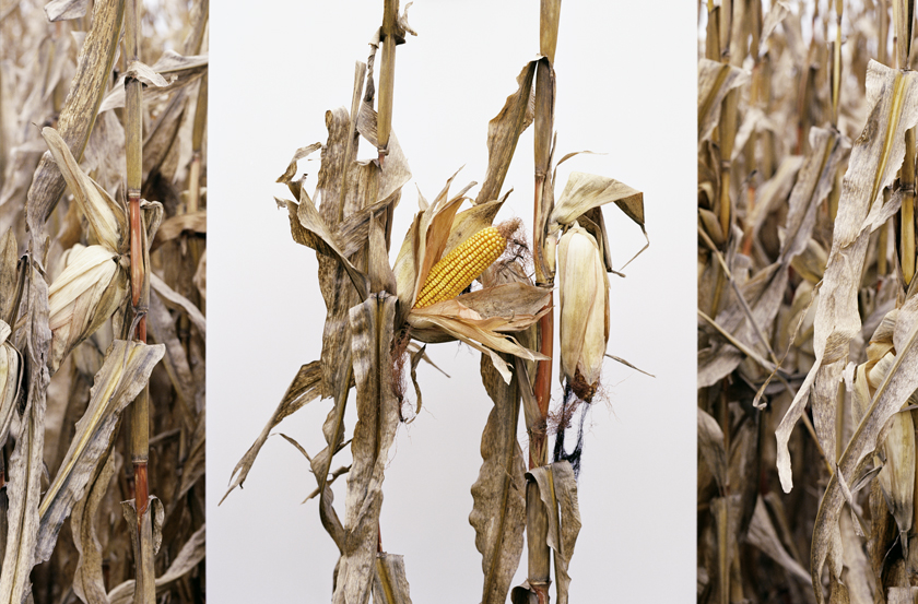 Mathieu Asselin | Monsanto : une enquête
photographique